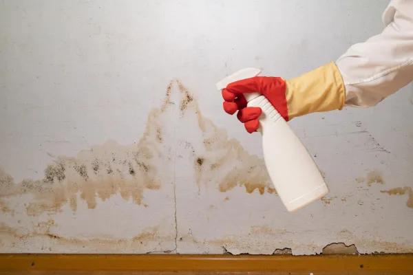 Комплекс мер по устранению плесени